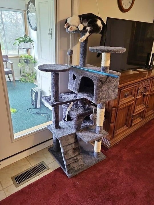 54in Cat Tree Cat Tower for Indoor Cats Plush Cat Condo Multi-Level Cat