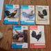 The Gamecock