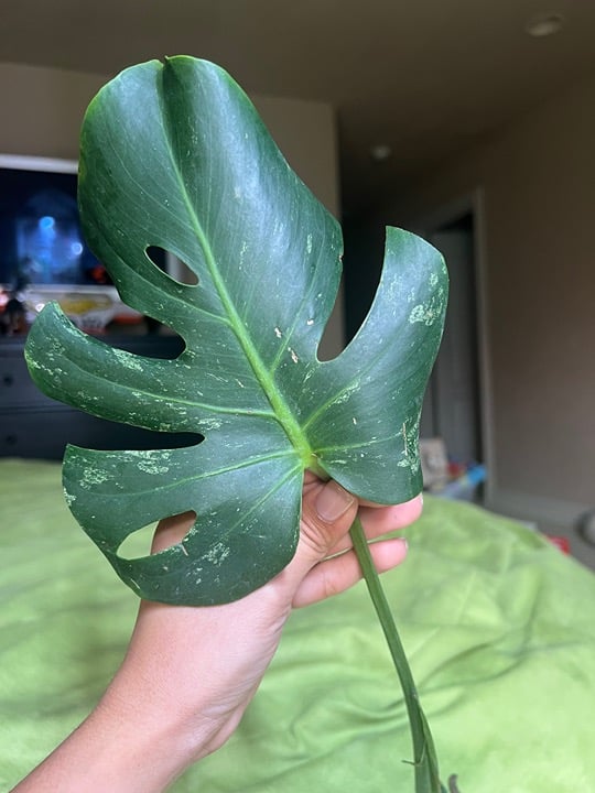 Variegated Monstera White monster Large form