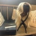 BelleTress wig stumptown