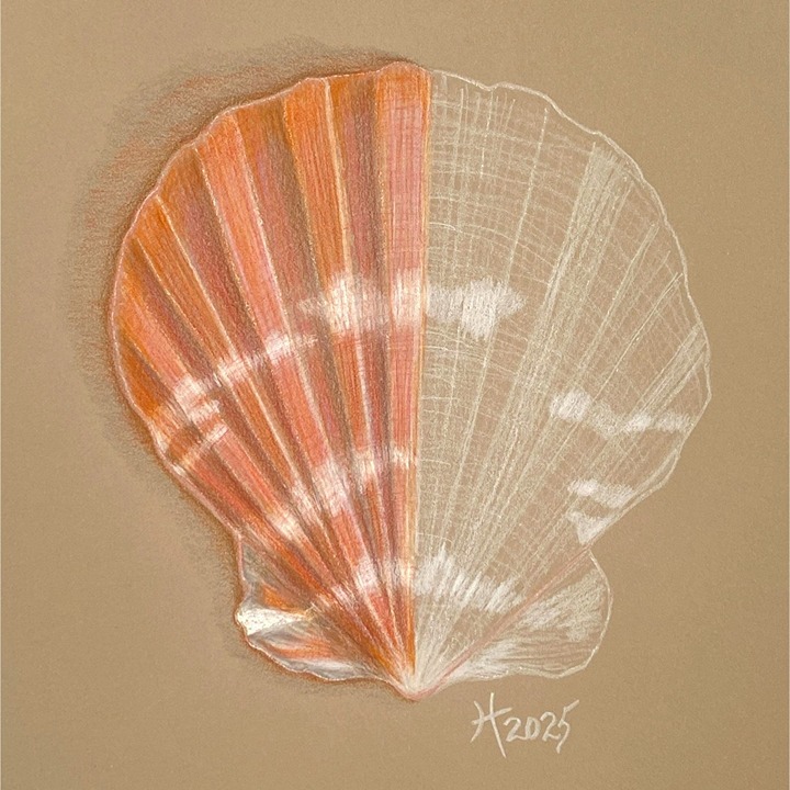 Anatomy of a Scallop Original Sea Shell Wall Art Pencil Drawing Matted 9x12in