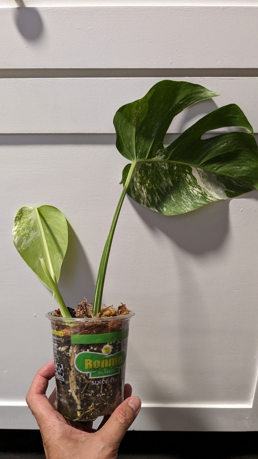 monstera albo variegated