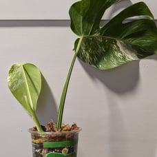 monstera albo variegated