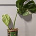 monstera albo variegated