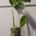 monstera albo variegated