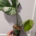 monstera albo variegated