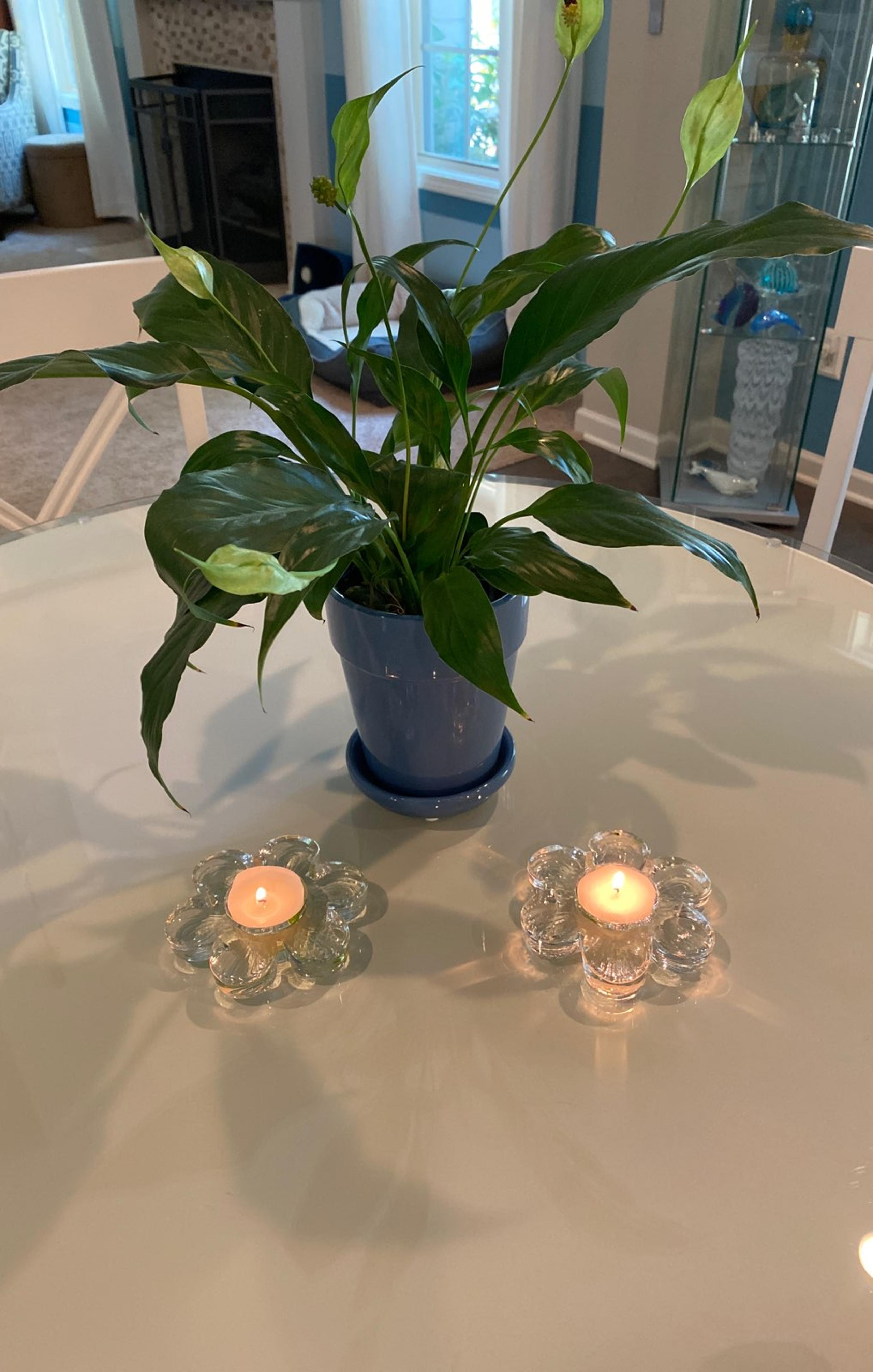 Glass Flower Tea light Holders
