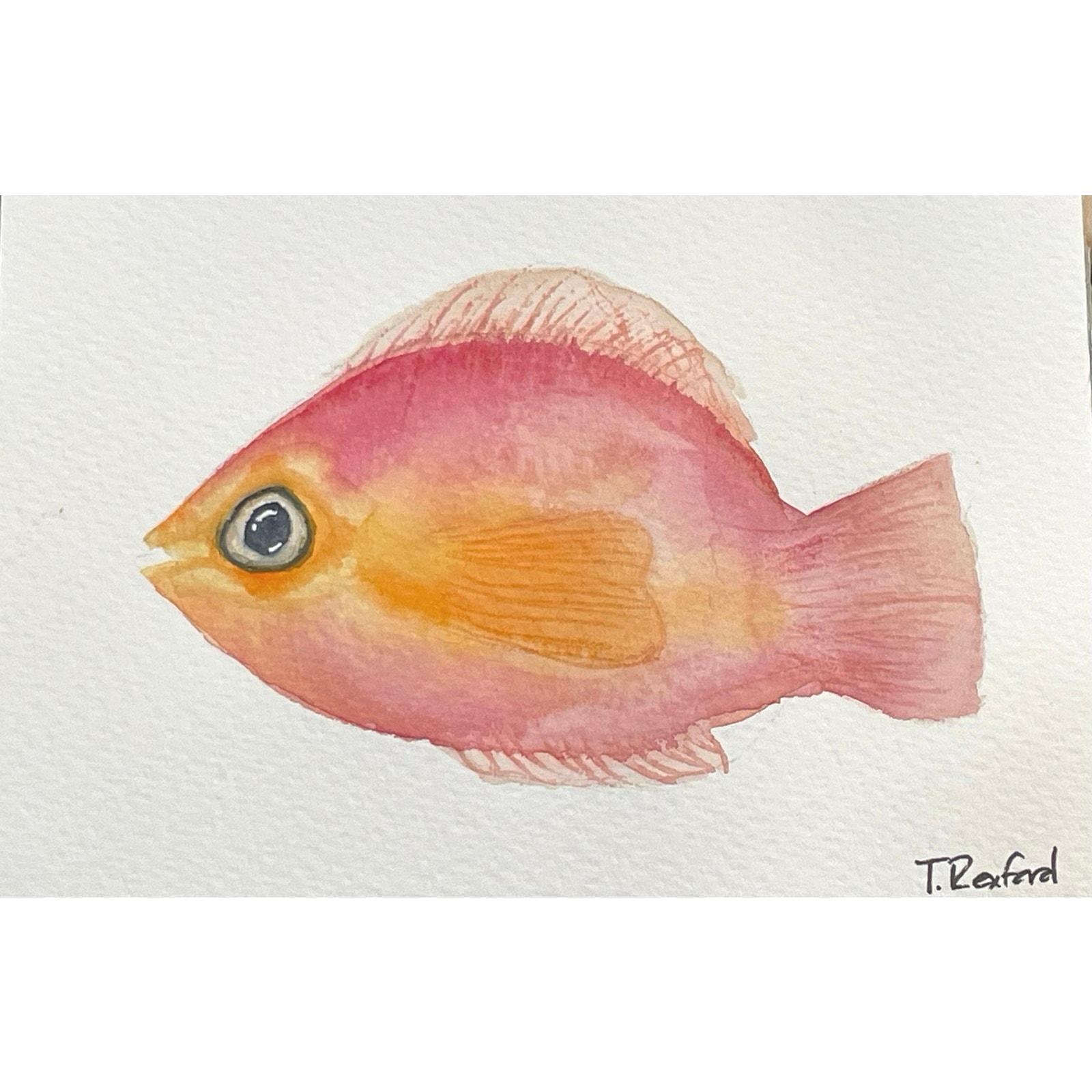 Hand painted watercolor original painting fish 4x6”