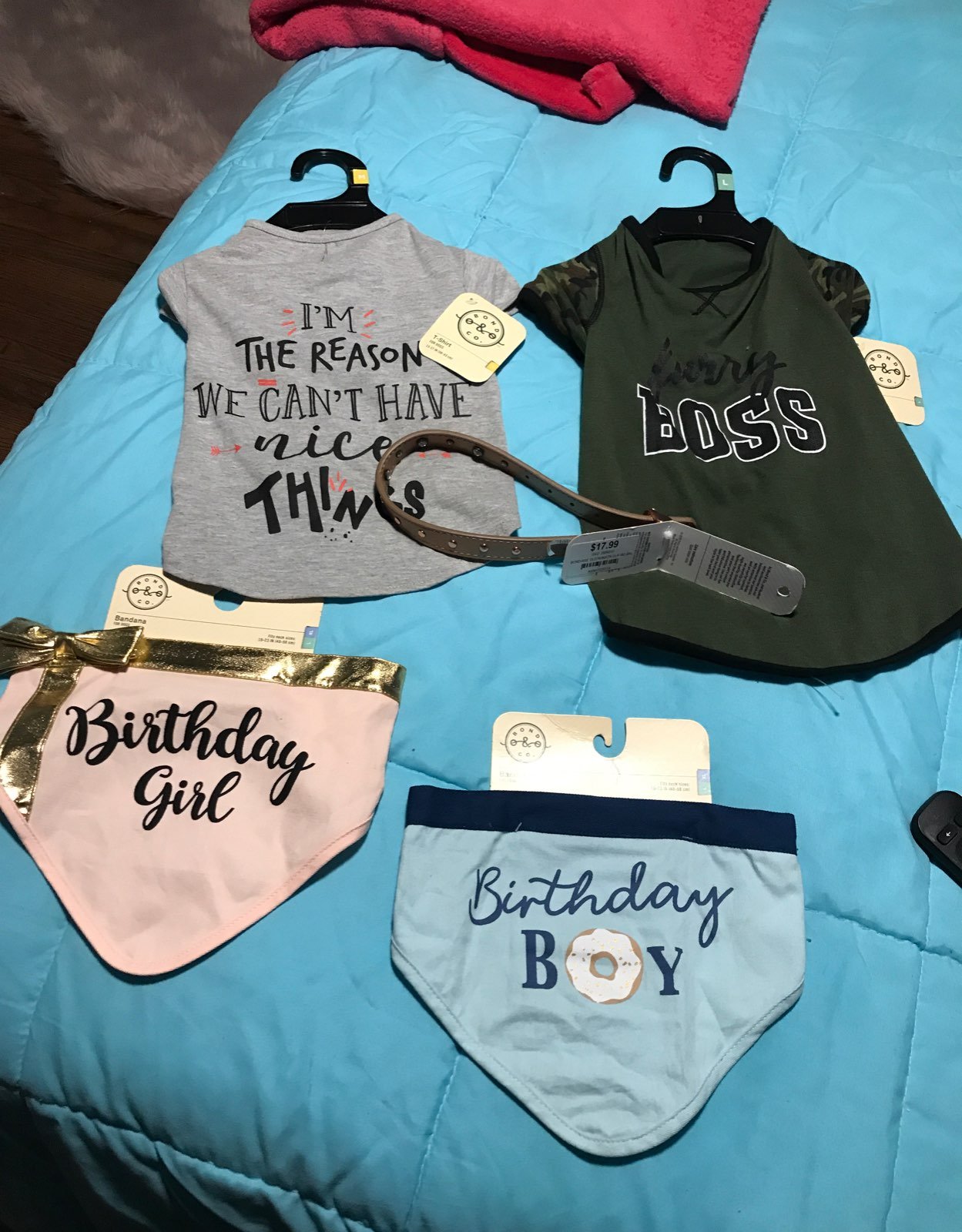 Dog clothes and collar