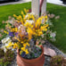 Garden Solar Lights Decorative 4 Pack, Solar Flowers Design, Solar Powered