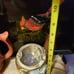 Tribute to firefighters stein beer mug and more