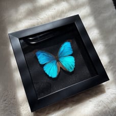 Real Framed Morpho Butterfly