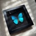 Real Framed Morpho Butterfly
