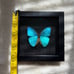 Real Framed Morpho Butterfly