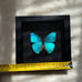 Real Framed Morpho Butterfly