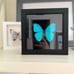 Real Framed Morpho Butterfly