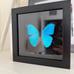 Real Framed Morpho Butterfly