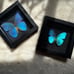 Real Framed Morpho Butterfly