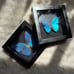 Real Framed Morpho Butterfly