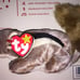 Ty Beanie Babies #4259 value Chipper