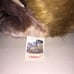 Ty Beanie Babies #4259 value Chipper
