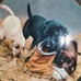 Dog plates