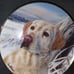 Dog plates
