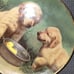 Dog plates