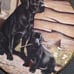 Dog plates