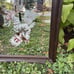 Olympia Beer Advertising Vintage Bar Mirror Girl Etched Framed Pale Ale Man cave