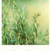 WEN by Chaz Dean Fresh Floral Specialty Gallon