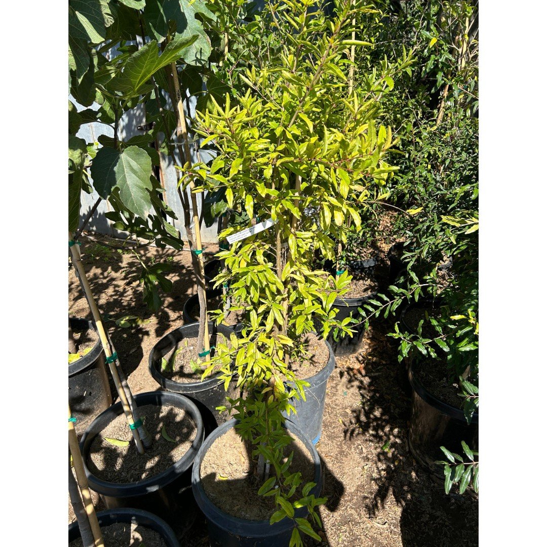 Large (3-4 Feet) Angel Red Pomegranate Fruit Tree - Best Pomegranate, Most Juice