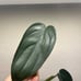 Philodendron Burle Marx Fantasy