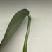 Philodendron Burle Marx Fantasy