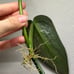 Philodendron Burle Marx Fantasy