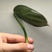 Philodendron Burle Marx Fantasy
