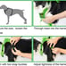 POOCH-LABS Blue Extra Large All-in-One Dog Harness