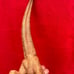 Battat Diplodocus dinosaur 1994 museum of science Boston collectible figurine