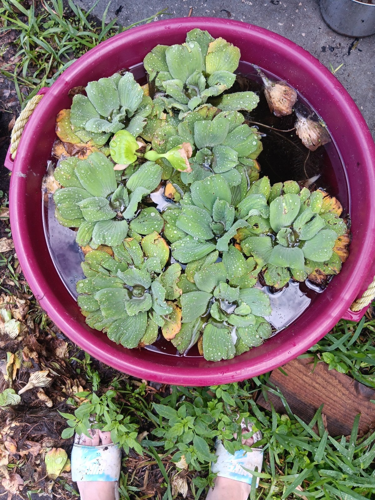 Water Hyacinths & lettuce bundle