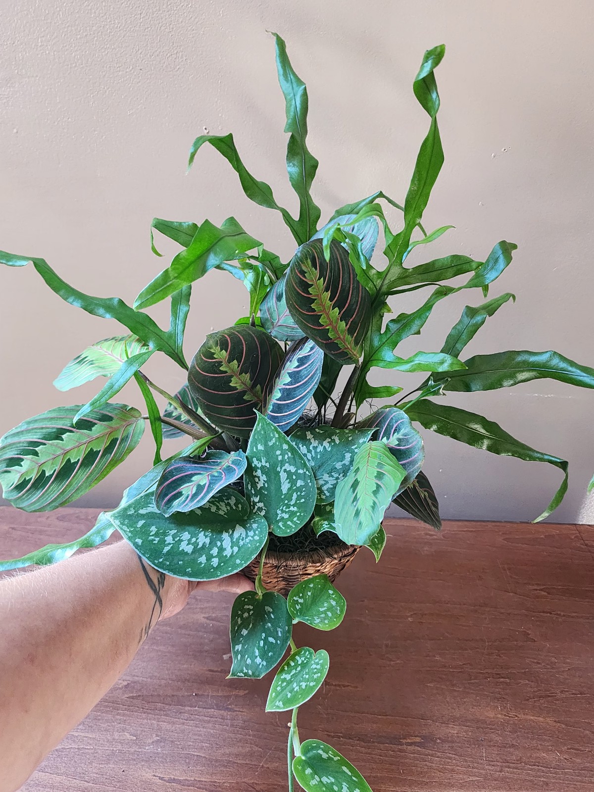 Houseplant Arangment in Basket Scindapsis, Maranta, Kangaroo Fern Trio EXACT