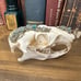 Groundhog Skull - Blue Apatite & Pyrite