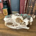 Groundhog Skull - Blue Apatite & Pyrite