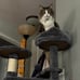 Cat Tree Cat Condo with Scratching Posts Multi-Level 57 inches