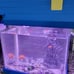 2 Gallon Cleaning Fish Tank 3 in 1 Pump with Filteration&LED Lighting