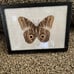Framed butterfly
