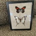 Framed butterfly