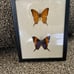 Framed butterfly