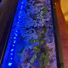 Aquarium Light, 14W 24/7 Natural Mode - Sunrise/Daylight/Moonlight Mode