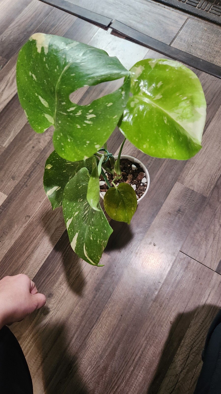 Monstera Thai Constellation
