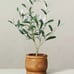 16 Faux Olive Leaf Plant - Hearth & Hand™ with Magnolia